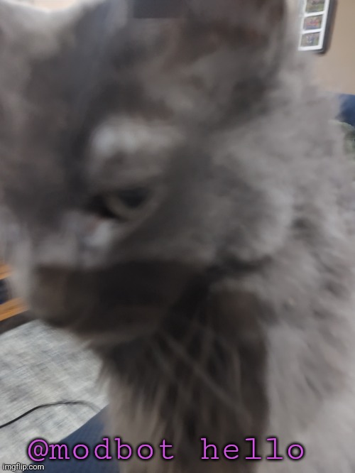 32's Cat | @modbot hello | image tagged in 32's cat | made w/ Imgflip meme maker