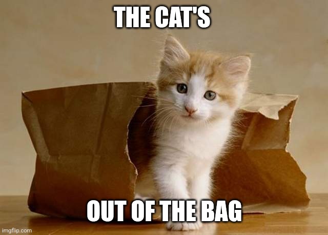 Cats out of the bag | THE CAT'S; OUT OF THE BAG | image tagged in cats out of the bag,funny memes | made w/ Imgflip meme maker