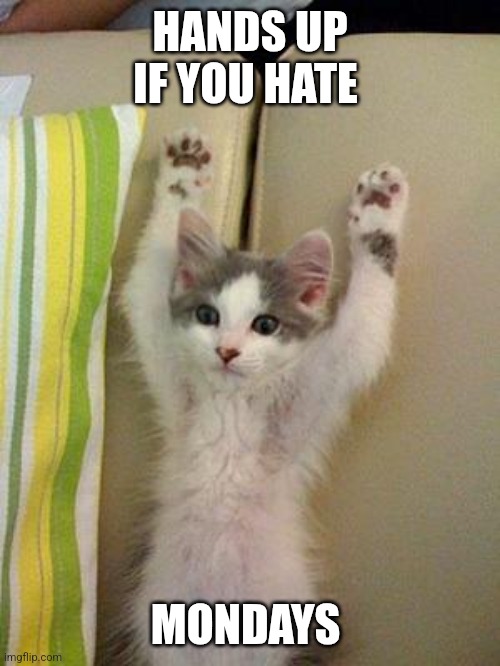 Hate Mondays | HANDS UP IF YOU HATE; MONDAYS | image tagged in hands up kitten,funny memes | made w/ Imgflip meme maker