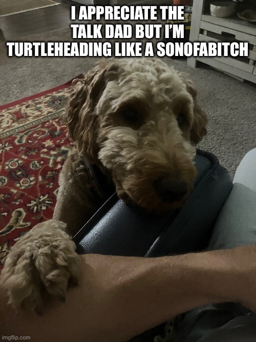 Good Boi | I APPRECIATE THE TALK DAD BUT I’M TURTLEHEADING LIKE A SONOFABITCH | image tagged in funny dogs | made w/ Imgflip meme maker