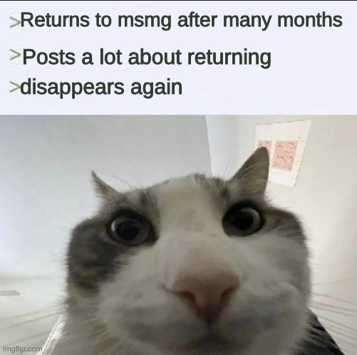 moonshade | Returns to msmg after many months; Posts a lot about returning; disappears again | image tagged in cat looks inside | made w/ Imgflip meme maker