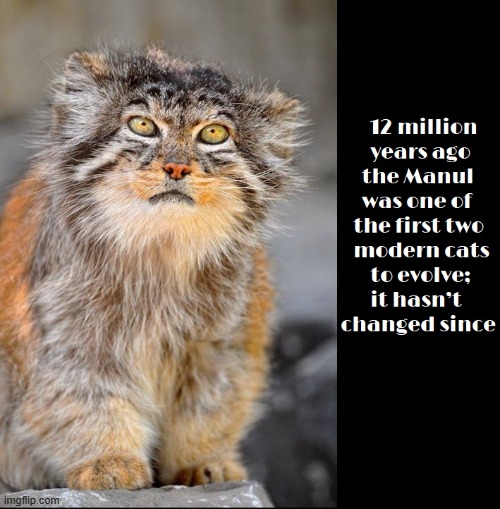 I had never heard of the Manul. The Lynx, yes, but not this cat | image tagged in vince vance,cats,i love cats,meow,history,cat memes | made w/ Imgflip meme maker