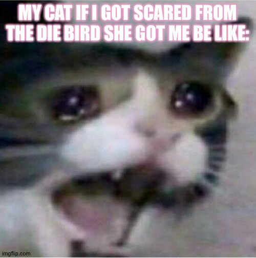 Fr | MY CAT IF I GOT SCARED FROM THE DIE BIRD SHE GOT ME BE LIKE: | image tagged in crying cat,sad cat,bird,random tag i decided to put,random bullshit go | made w/ Imgflip meme maker