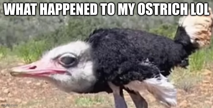 Bro what happened to my pet ostrich ? | WHAT HAPPENED TO MY OSTRICH LOL | image tagged in ostrich,pets,goofy ahh,no neck | made w/ Imgflip meme maker