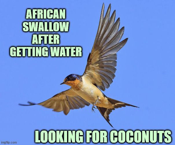 Calculating air-speed velocity | AFRICAN SWALLOW
AFTER GETTING WATER; LOOKING FOR COCONUTS | image tagged in bird,coconut,air,speed,monty python and the holy grail | made w/ Imgflip meme maker