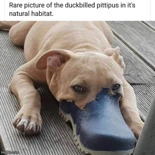 Platypus | image tagged in platypus,crocs | made w/ Imgflip meme maker