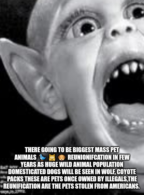 Reader's highgest: America's animals liberation, and biggest pet adoption remote viewed | THERE GOING TO BE BIGGEST MASS PET ANIMALS  🐦  🙀  🐶  REUNIONIFCATION IN FEW YEARS AS HUGE WILD ANIMAL POPULATION DOMESTICATED DOGS WILL BE SEEN IN WOLF, COYOTE PACKS THESE ARE PETS ONCE OWNED BY ILLEGALS,THE REUNIFICATION ARE THE PETS STOLEN FROM AMERICANS. | image tagged in untold,news,real,fu | made w/ Imgflip meme maker