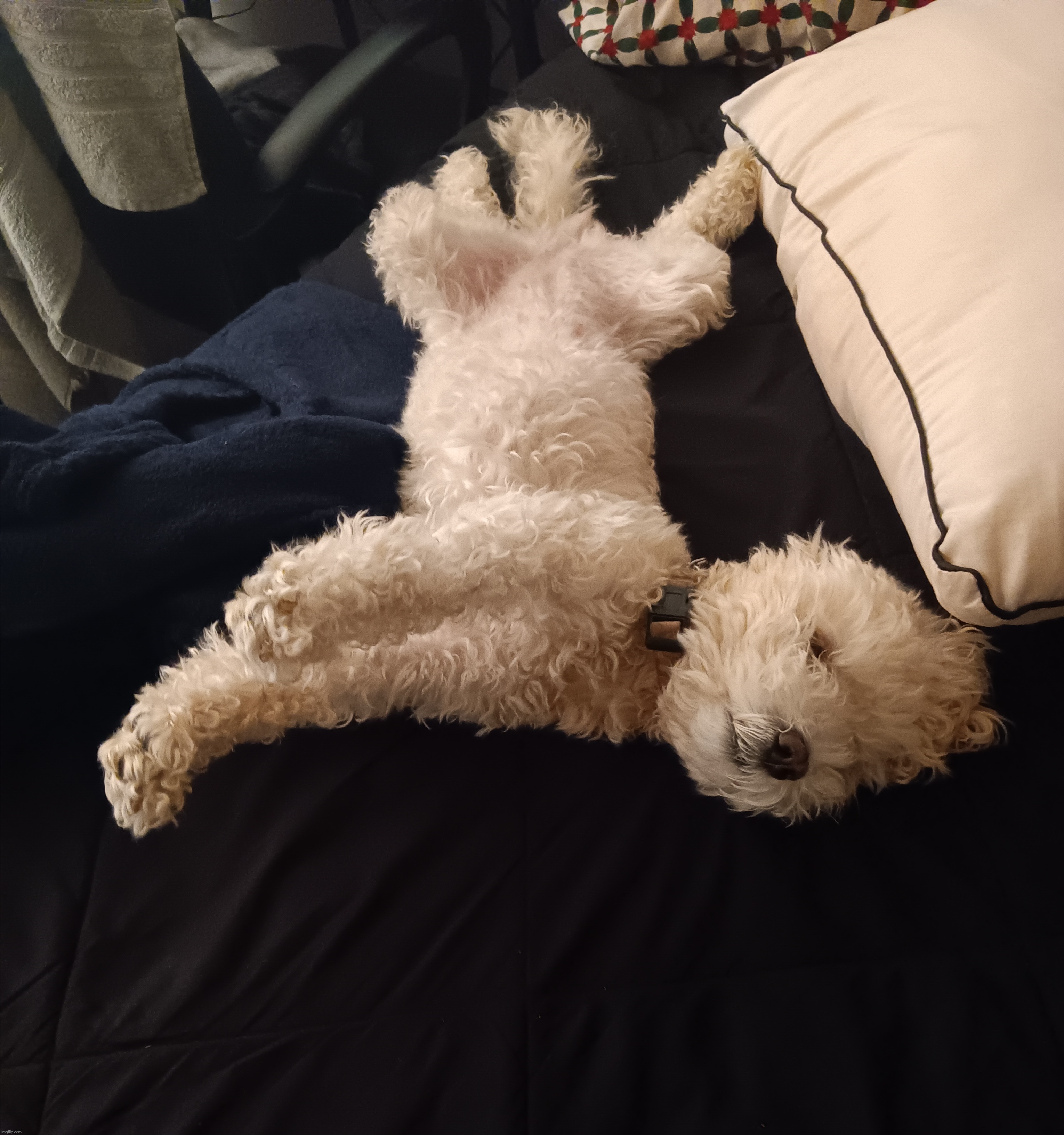 my dog was just randomly laying down like this | made w/ Imgflip meme maker