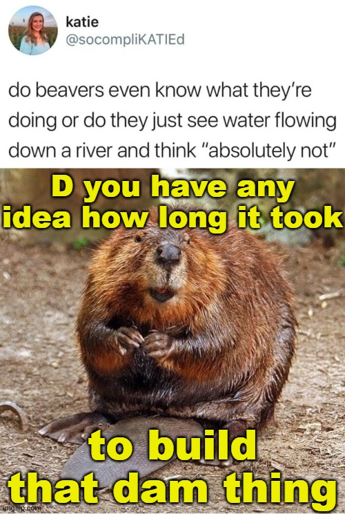 I’ll lodge a complaint if you don’t laugh! | D you have any idea how long it took; to build that dam thing | image tagged in beaver,punz,beaverz,memez | made w/ Imgflip meme maker