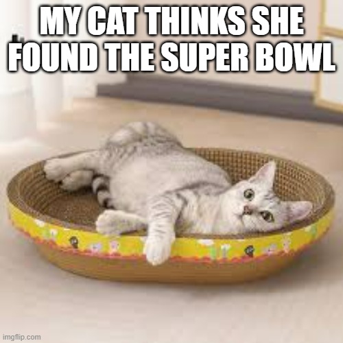 memes by Brad - my cat thinks she found the Super Bowl - humor - | MY CAT THINKS SHE FOUND THE SUPER BOWL | image tagged in cats,funny,super bowl,nfl football,kittens,humor | made w/ Imgflip meme maker