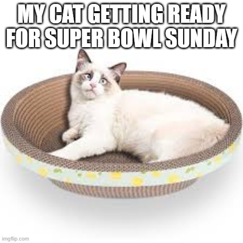 memes by Brad - My cat getting ready for the Super Bowl - humor  - | MY CAT GETTING READY FOR SUPER BOWL SUNDAY | image tagged in funny,cats,super bowl,kittens,nfl football,humor | made w/ Imgflip meme maker