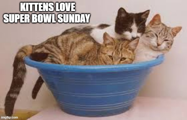 memes by Brad - Kittens love the Super Bowl too - humor - | KITTENS LOVE SUPER BOWL SUNDAY | image tagged in cats,funny,kittens,super bowl,nfl football,humor | made w/ Imgflip meme maker