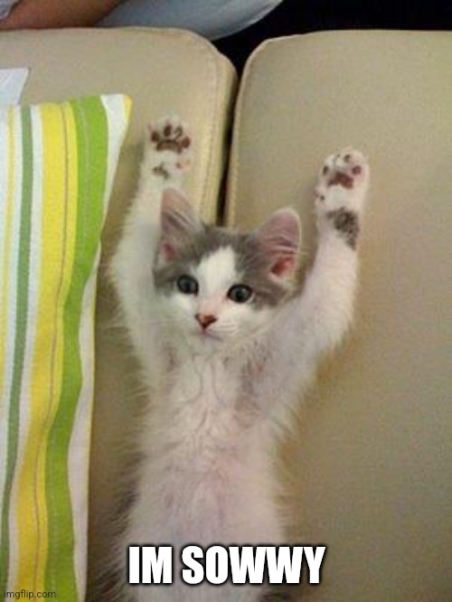 Hands up kitten | IM SOWWY | image tagged in hands up kitten | made w/ Imgflip meme maker