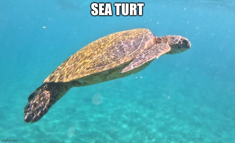 SEA TURT | made w/ Imgflip meme maker