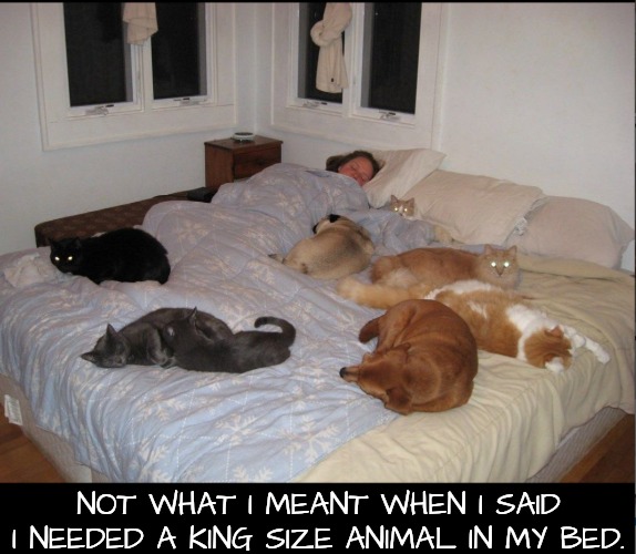 I Upgraded to a King Size for This? | NOT WHAT I MEANT WHEN I SAID I NEEDED A KING SIZE ANIMAL IN MY BED. | image tagged in pets,king,mattress,joke | made w/ Imgflip meme maker