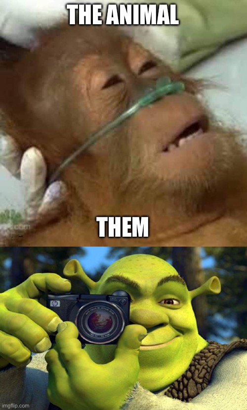 THE ANIMAL THEM | image tagged in sick monkey,shrek camera | made w/ Imgflip meme maker