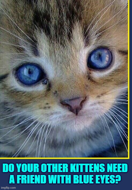 Homeless Cat Seeks Friends | DO YOUR OTHER KITTENS NEED
A FRIEND WITH BLUE EYES? | image tagged in vince vance,cats,cute kittens,blue eyes,i love cats,meow | made w/ Imgflip meme maker