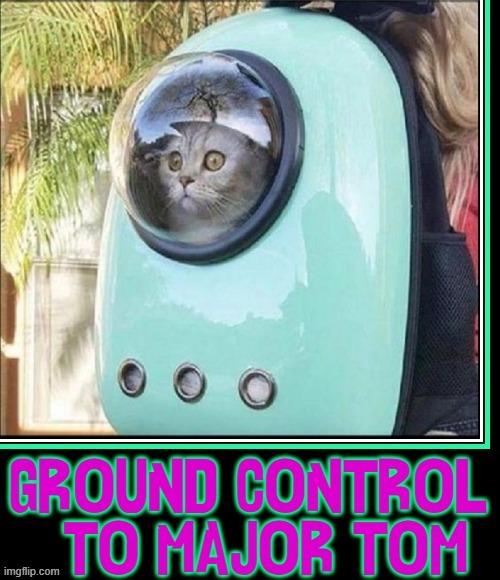 David Bowie's Cat Carries On | image tagged in vince vance,cats,cats in space,david bowie,ground control,tom cat | made w/ Imgflip meme maker