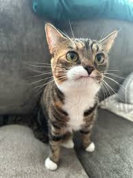 -_- cat Blank Meme Template