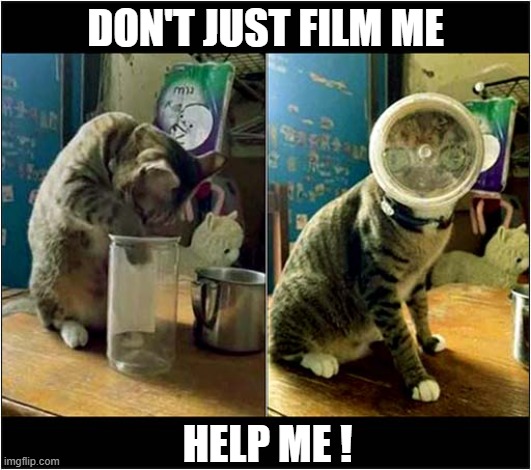 This Cat Needs Assistance ! | DON'T JUST FILM ME; HELP ME ! | image tagged in cats,jar,help me | made w/ Imgflip meme maker