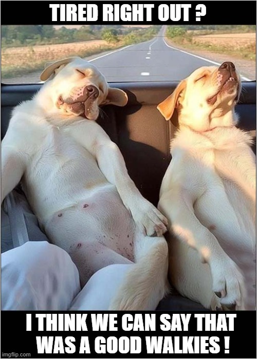 Two Satisfied Labs ! | TIRED RIGHT OUT ? I THINK WE CAN SAY THAT
 WAS A GOOD WALKIES ! | image tagged in dogs,labradors,walkies | made w/ Imgflip meme maker