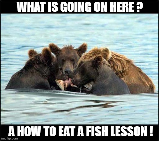 Bear School ! | WHAT IS GOING ON HERE ? A HOW TO EAT A FISH LESSON ! | image tagged in bears,school,fish | made w/ Imgflip meme maker