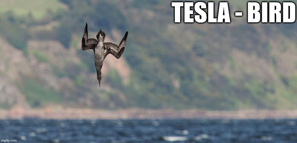 TESLA - BIRD | made w/ Imgflip meme maker