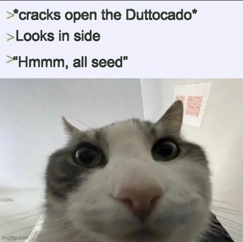 Cat looks inside | *cracks open the Duttocado*; Looks in side; “Hmmm, all seed” | image tagged in cat looks inside | made w/ Imgflip meme maker