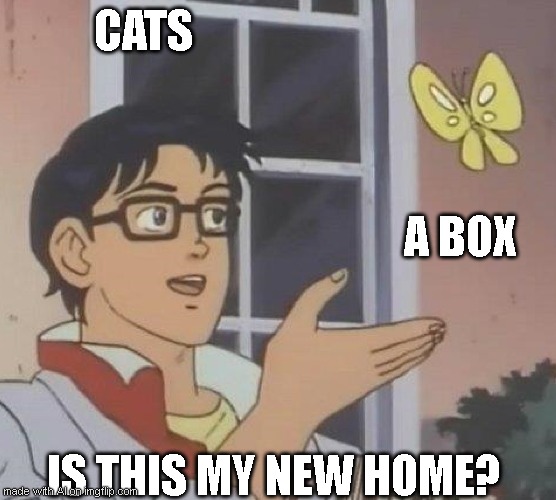 is this butterfly | CATS; A BOX; IS THIS MY NEW HOME? | image tagged in is this butterfly | made w/ Imgflip meme maker