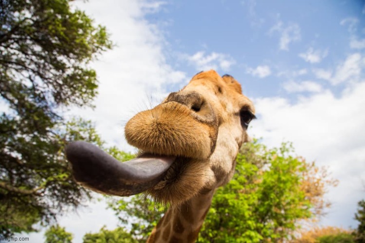 Giraffe tounge | image tagged in giraffe tounge | made w/ Imgflip meme maker