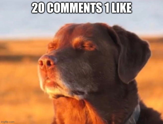 Dog accepting fate | 20 COMMENTS 1 LIKE | image tagged in dog accepting fate | made w/ Imgflip meme maker