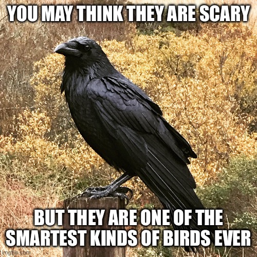 Ravens | YOU MAY THINK THEY ARE SCARY; BUT THEY ARE ONE OF THE SMARTEST KINDS OF BIRDS EVER | image tagged in raven,birds,animals,smart | made w/ Imgflip meme maker