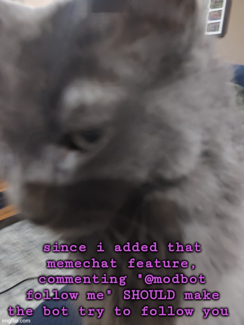 32's Cat | since i added that memechat feature, commenting "@modbot follow me" SHOULD make the bot try to follow you | image tagged in 32's cat | made w/ Imgflip meme maker