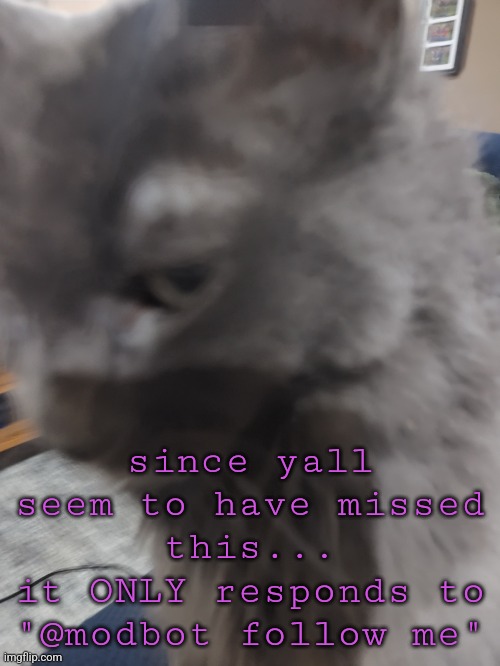 32's Cat | since yall seem to have missed this...
it ONLY responds to "@modbot follow me" | image tagged in 32's cat | made w/ Imgflip meme maker