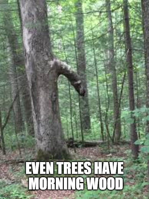 memes by Brad - Even trees are known to have morning wood - humor - | EVEN TREES HAVE
 MORNING WOOD | image tagged in funny,fun,play on words,trees,humor,sexual | made w/ Imgflip meme maker