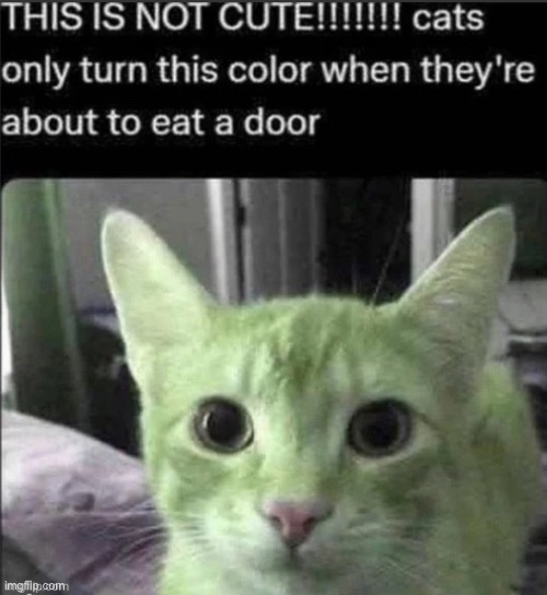 Does anyone else’s cat do this? | image tagged in fun,memes | made w/ Imgflip meme maker