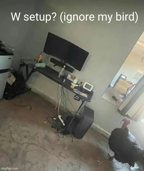 rate the setup | W setup? (ignore my bird) | image tagged in gaming,bird,what the hell,funny,setup,video games | made w/ Imgflip meme maker