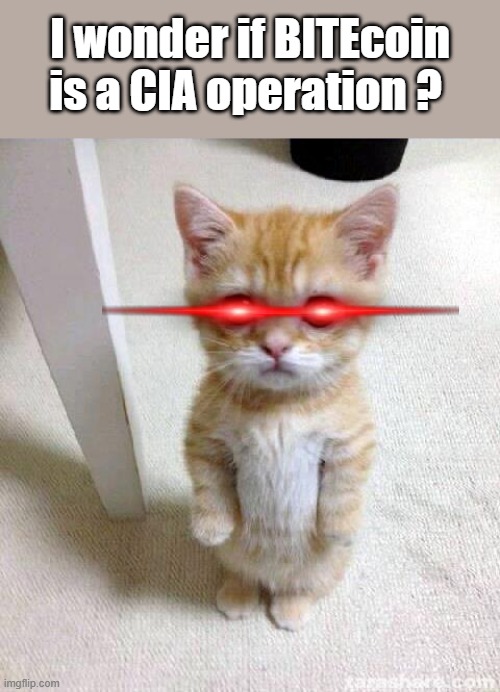 CIA cat | I wonder if BITEcoin is a CIA operation ? | image tagged in memes,cute cat | made w/ Imgflip meme maker