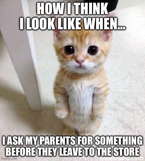 Cute Cat | HOW I THINK I LOOK LIKE WHEN…; I ASK MY PARENTS FOR SOMETHING BEFORE THEY LEAVE TO THE STORE | image tagged in memes,cute cat | made w/ Imgflip meme maker