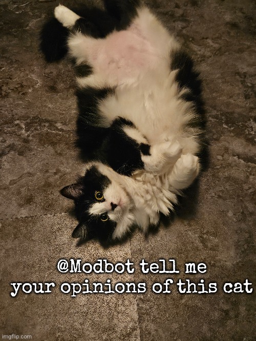 @Modbot tell me your opinions of this cat | made w/ Imgflip meme maker