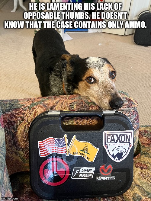 He wants to shoot with me. | HE IS LAMENTING HIS LACK OF OPPOSABLE THUMBS. HE DOESN’T KNOW THAT THE CASE CONTAINS ONLY AMMO. | image tagged in dog,want,gun | made w/ Imgflip meme maker