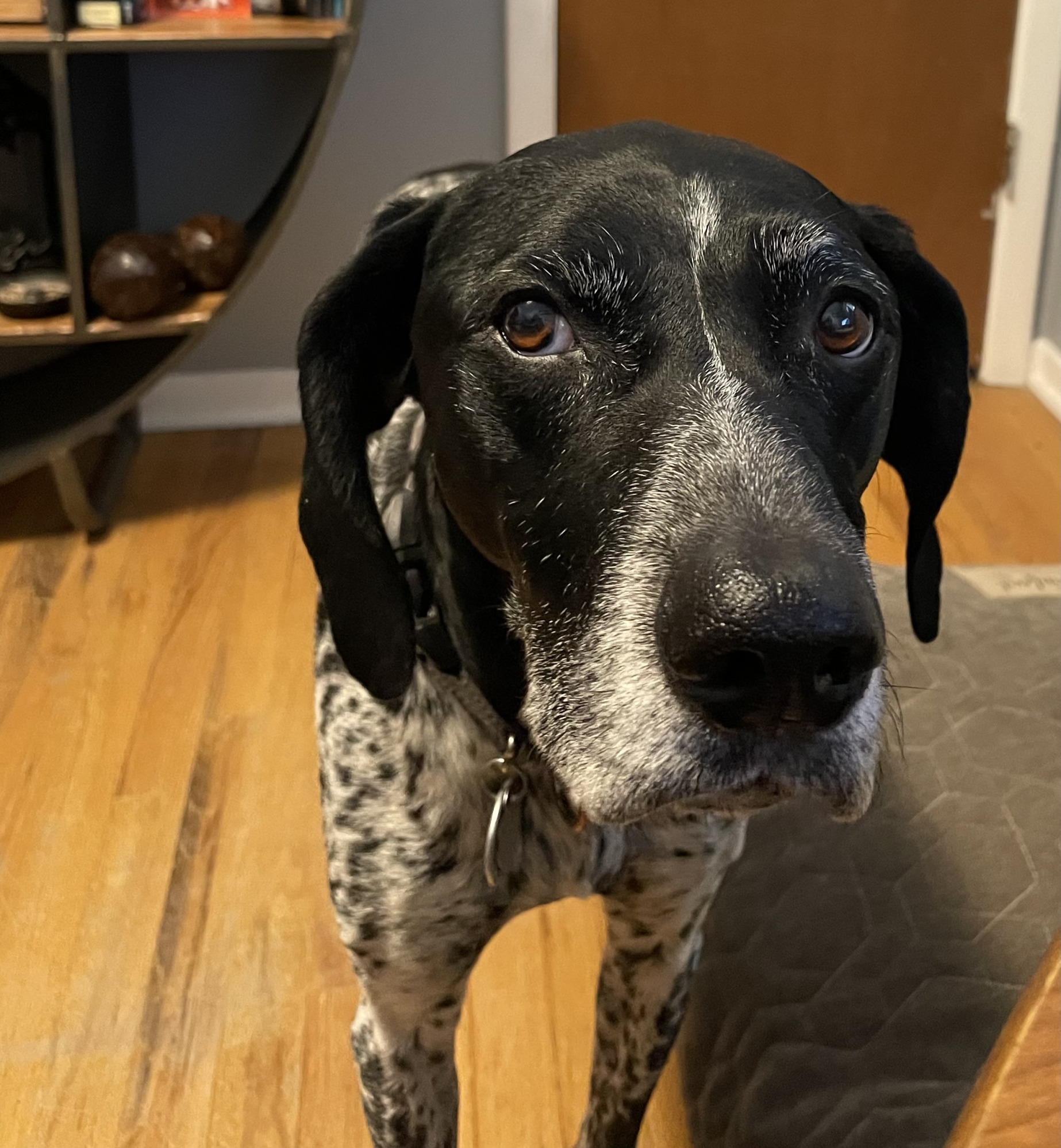 I Can Haz Trail Mix? Blank Meme Template