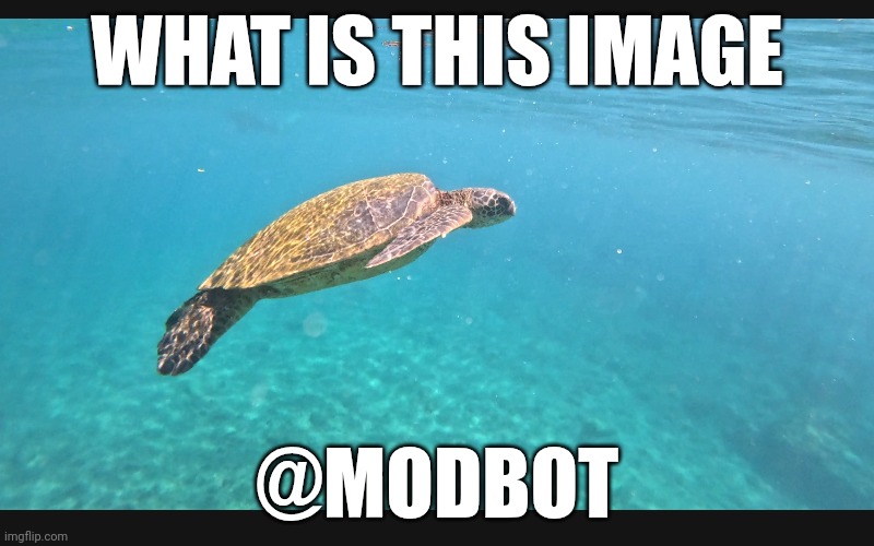 @modbot | WHAT IS THIS IMAGE; @MODBOT | made w/ Imgflip meme maker