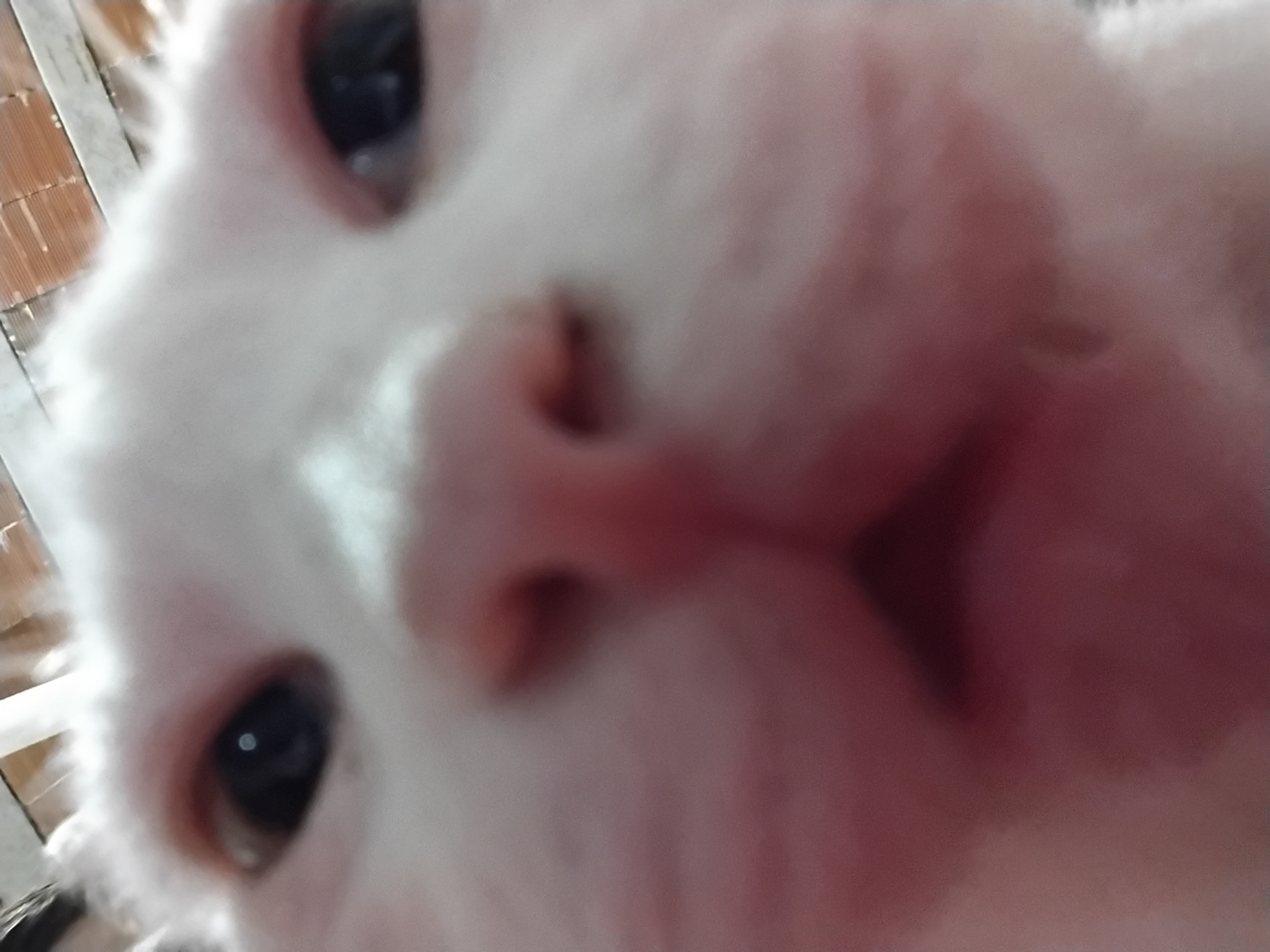 White Goofy Cat Blank Meme Template