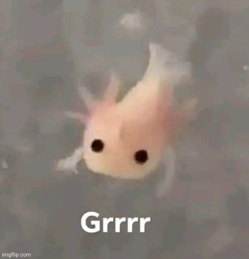 Grrrr | image tagged in grrrr | made w/ Imgflip meme maker