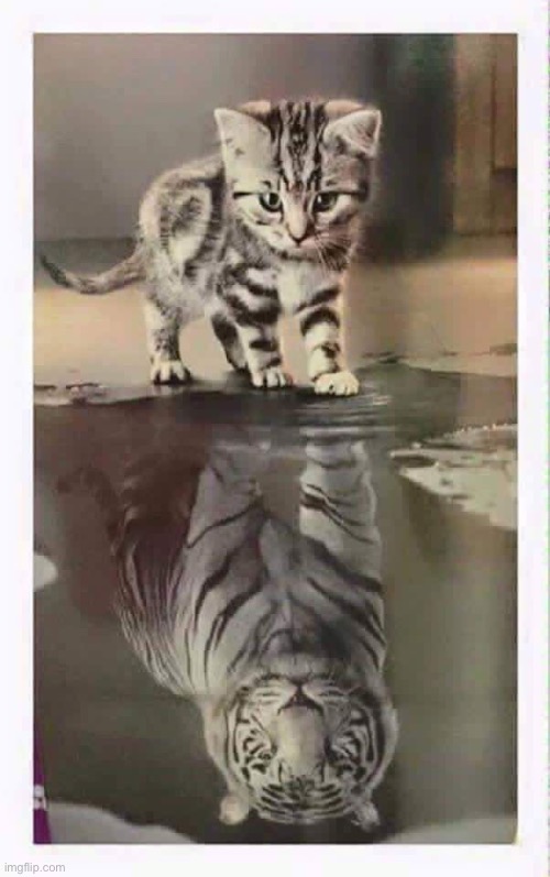 Fierce… | image tagged in warrior cats | made w/ Imgflip meme maker