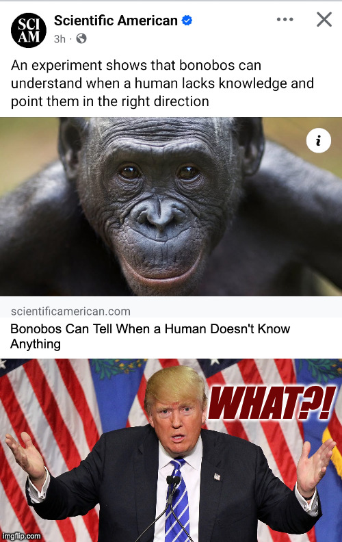 This cabinet might work out after all. | Bonobos Can Tell When a Human Doesn't Know
Anything; WHAT?! | image tagged in memes,trump | made w/ Imgflip meme maker