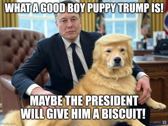 Senile old Trump let's the puppy run the pack | WHAT A GOOD BOY PUPPY TRUMP IS! MAYBE THE PRESIDENT WILL GIVE HIM A BISCUIT! | image tagged in elon musk cuddles his pet lap dog trump,donald trump,government corruption,elon musk,republicans | made w/ Imgflip meme maker