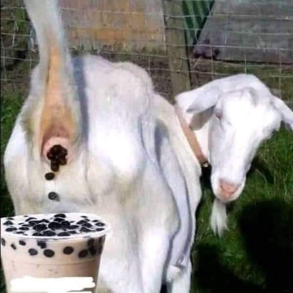 Goat Pooping In Drink Blank Meme Template