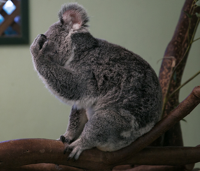 koala facepalm Blank Meme Template